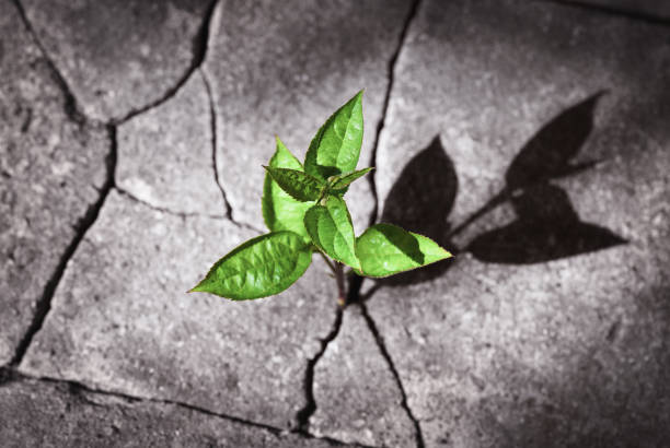 Building Resilience: Strategies for Dealing with Life’s Challenges